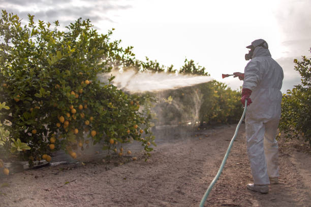 Best Wasp Removal Services  in Reinholds, PA